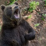 Les Dangers en Randonnée : Que Faire face à un Ours !